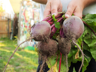 beets from the garden in the hands of the farmer