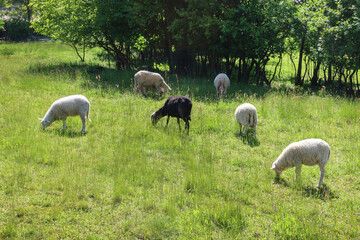 Sheep pasture on the meadow.