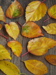 autumn leaves on a wooden background