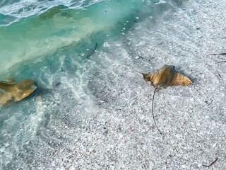 Cownose rays swimming in shallows in the Gulf of Mexico