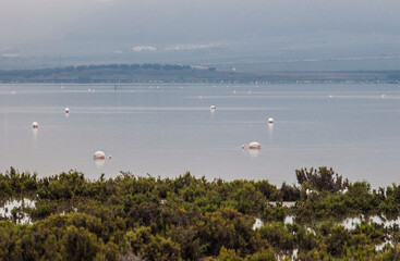Fuente de Piedra lagoon a foggy day, Malaga, Spain