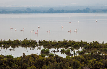 Fuente de Piedra lagoon a foggy day, Malaga, Spain