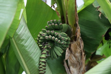 Banana flower on a background of foliage