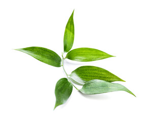 Green tea leaves on white background