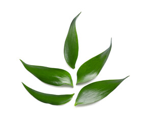 Green tea leaves on white background