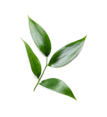 Green tea leaves on white background