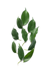 Green tea leaves on white background