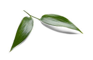 Obraz premium Green tea leaves on white background