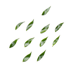 Fototapeta premium Green tea leaves on white background