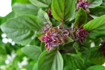 Ocimum sanctum flower on a wooden board. Selective focus