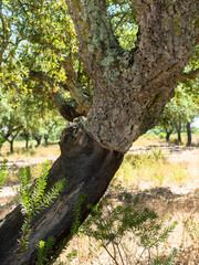 Cork oak (Quercus suber), Set&uacute;bal District, Algarve, Portugal