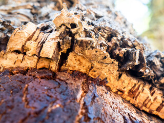 Bark of a cork oak (Quercus suber), Setúbal District, Algarve, Portugal