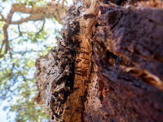 Bark of a cork oak (Quercus suber), Setúbal District, Algarve, Portugal