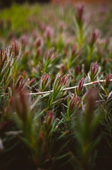 Closeup of a bush