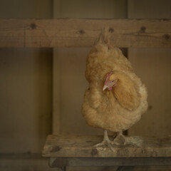 Vertical shot of a cute chicken on a wooden platform in a farmhouse