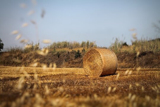 hay bales in the field