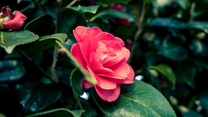 Camellia flower