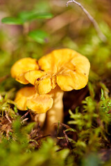 nature, environment and picking season concept - chanterelle mushroom growing in autumn forest