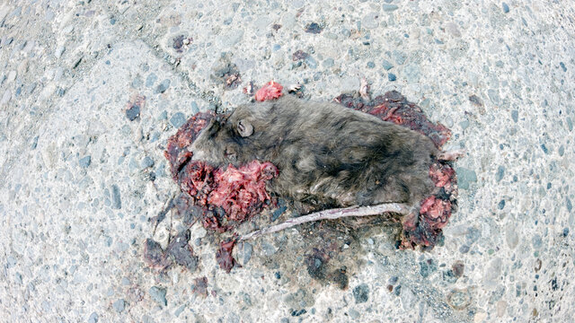 Road kill, dead rat squashed in the road by a car