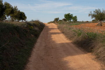 Fototapeta na wymiar Camino rural agrícola entre olivares y cultivos