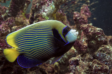 Fototapeta na wymiar Emperor angelfish underwater view