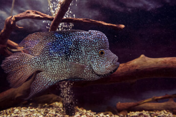 herichthys carpintis or lowland cichlid, pearlscale cichlid