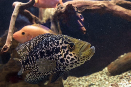 Jaguar cichlid or Parachromis Managuensis