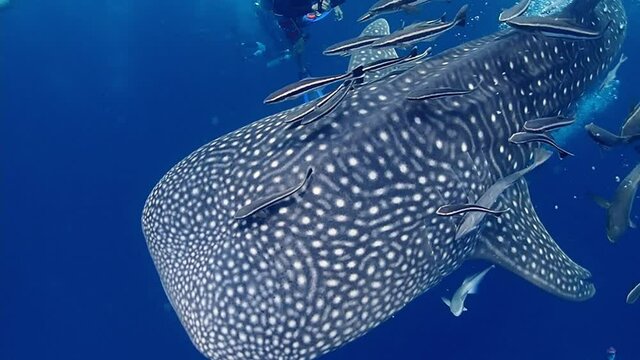 Big whale shark (Rhincodon typus) and remora Fish swim near scuba divers.