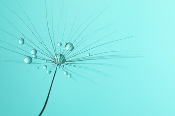 Seed of dandelion flower with water drops on turquoise background, closeup