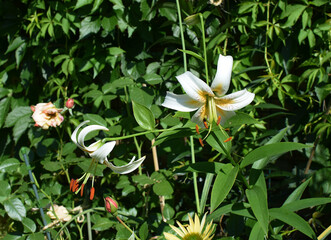 Lady Alice's lilies in the garden.