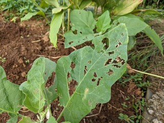 photo of eggplant leaves damaged by plant pests