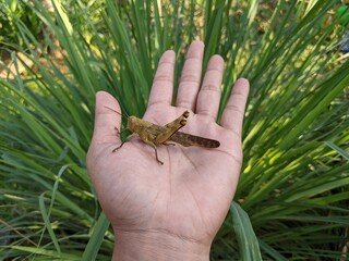 photo of grasshopper on the palm, the scientific name of the grasshopper is Caelifera