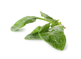 Fresh spinach leaves on white background