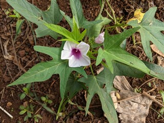 photo of sweet potato plant flower, the scientific name of sweet potato is Ipomoea batatas