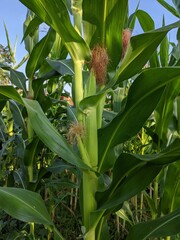 photo of young corn on the tree, the scientific name of corn is zea mays