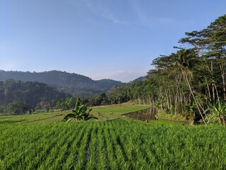 Photos of very beautiful agricultural land in Indonesia