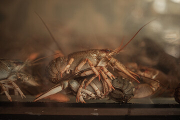 living marine cancers swimming in water in the aquarium in a restaurant