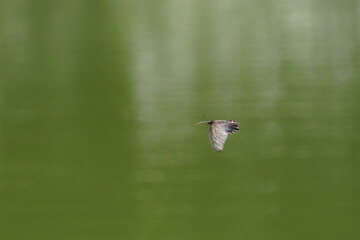 butterfly in the pond