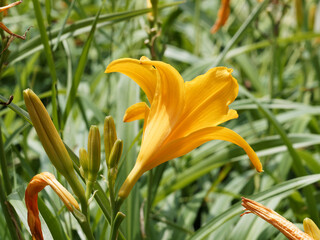 Taglilie - Hemerocallis middendorffii - Blume mit breit trichterf&ouml;rmigen goldgelben Bl&uuml;ten und abgerundeten Bl&uuml;tenbl&auml;ttern