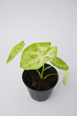 caladium,elephant ear, colocasia esculenta, bon tree and green leaves heart shape on pot isolated on white background