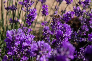 Blooming lavender in the summer. lavender blooming scented flowers.