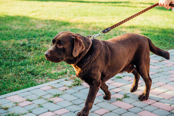 A brown Labrador in full growth in the park on a walk.The owner keeps the dog on a leash. Loyalty...