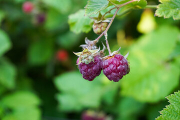 Raspberry bush with tasty ripe berries in garden. Close-up of ripe organic raspberry