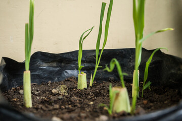 Serai (Cymbopogon citratus) seedlings that are starting to grow. Lemongrass is commonly used for cooking spices and for traditional medicine in Indonesia.