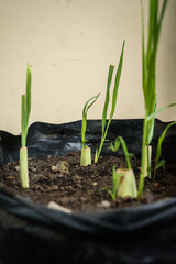 Serai (Cymbopogon citratus) seedlings that are starting to grow. Lemongrass is commonly used for cooking spices and for traditional medicine in Indonesia.
