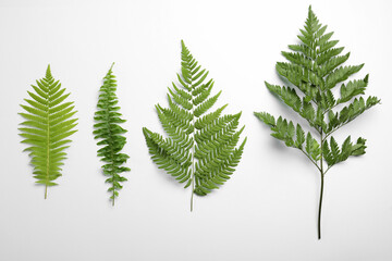 Different types of fern leaves on white background, top view