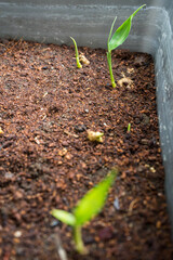 Ginger (Zingiber officinale) seedlings are starting to grow. Lemongrass is commonly used for cooking spices and for traditional medicine in Indonesia.
