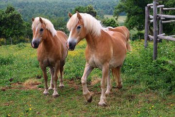 Haflinger Pferde auf Weide, Toskana, Italien, Europa