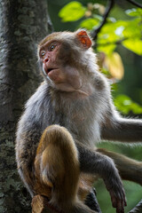 A monkey in wild forest. Animal portrait.