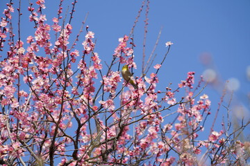 早春のウメの花に小鳥のメジロ